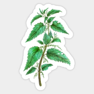 Nettle. Magical herbs Sticker